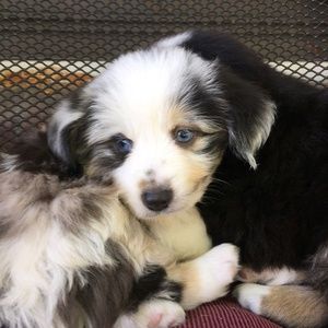 Meet your Posher, Jesikka